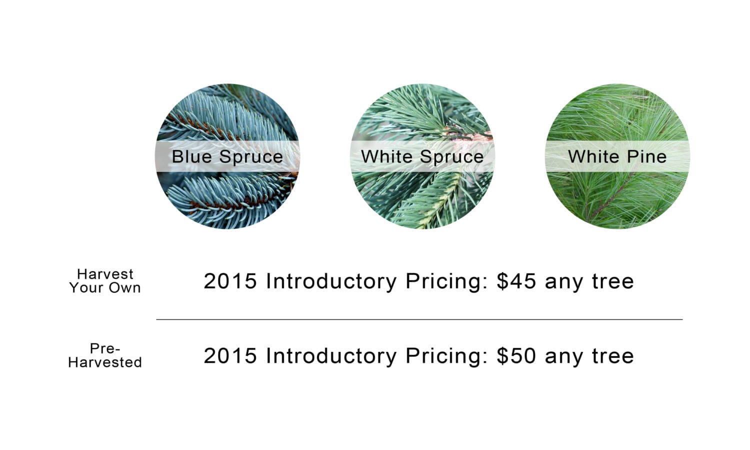 christmas tree prices 2015 Elliott Tree Farm