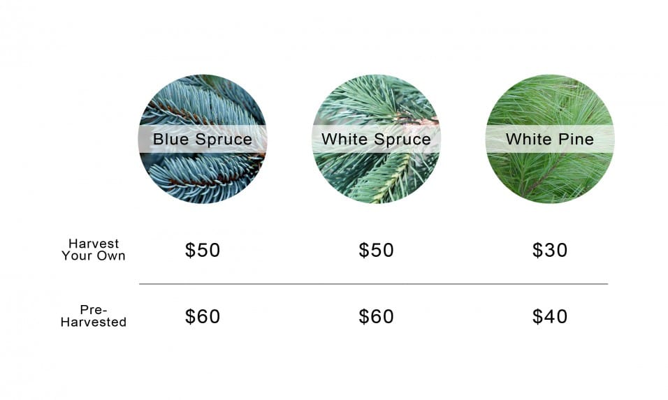 christmas tree prices Elliott Tree Farm