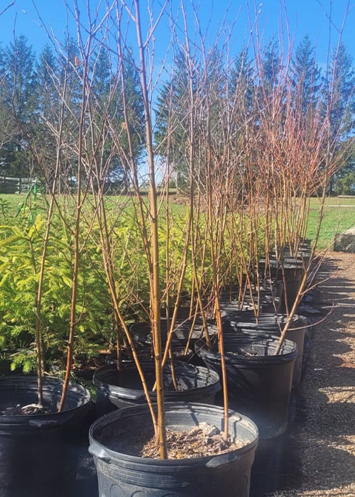 riverbirch Elliott Tree Farm